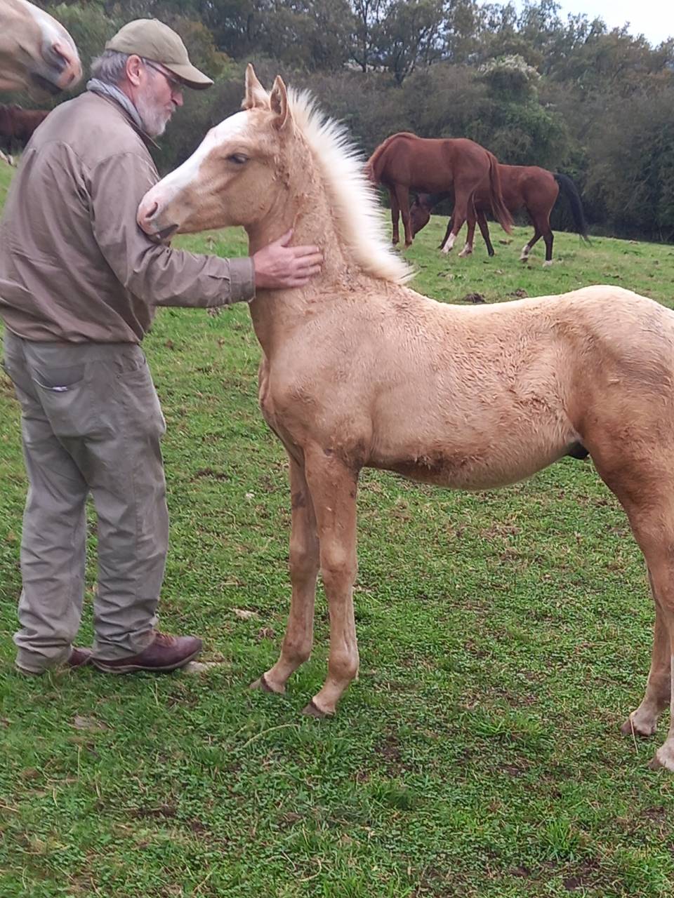 Caballo entero Palomino En venta 2009 Palomino
