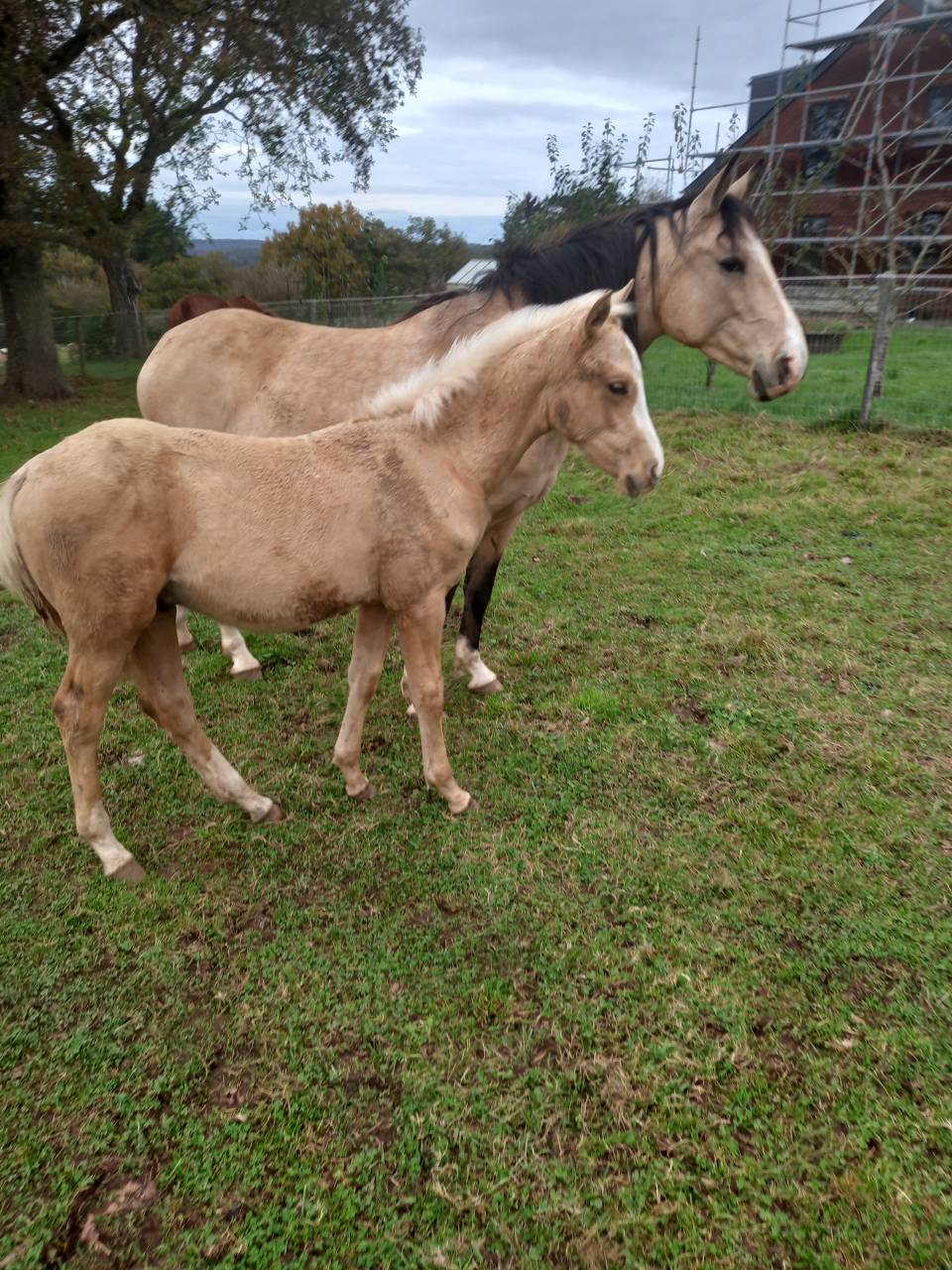 Caballo entero Palomino En venta 2009 Palomino