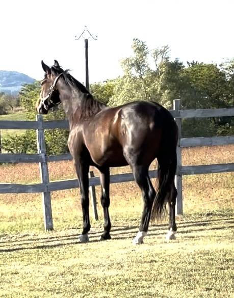 Yegua KWPN Caballo de Deporte Neerlandés En venta 2021 Bayo por Dynamic Dream