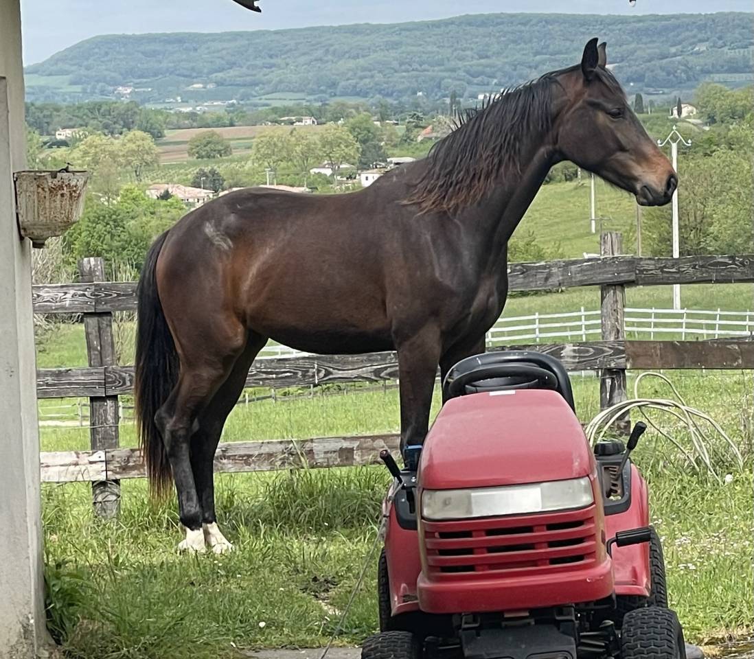 Yegua KWPN Caballo de Deporte Neerlandés En venta 2021 Bayo por Dynamic Dream