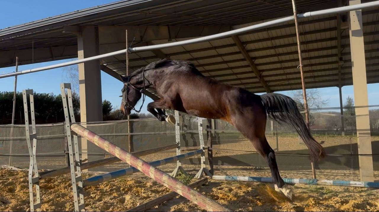 Yegua KWPN Caballo de Deporte Neerlandés En venta 2021 Bayo por Dynamic Dream