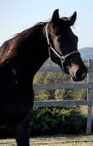 Yegua KWPN Caballo de Deporte Neerlandés En venta 2021 Bayo por Dynamic Dream