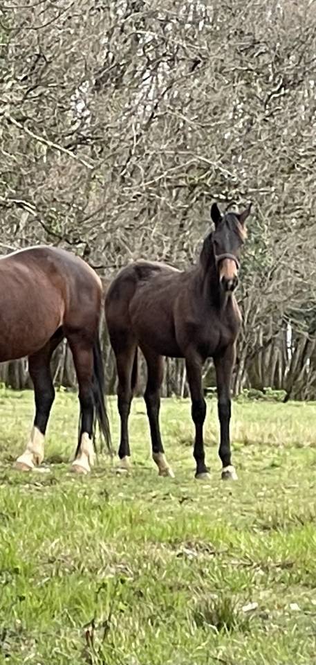 Yegua KWPN Caballo de Deporte Neerlandés En venta 2021 Bayo por Dynamic Dream