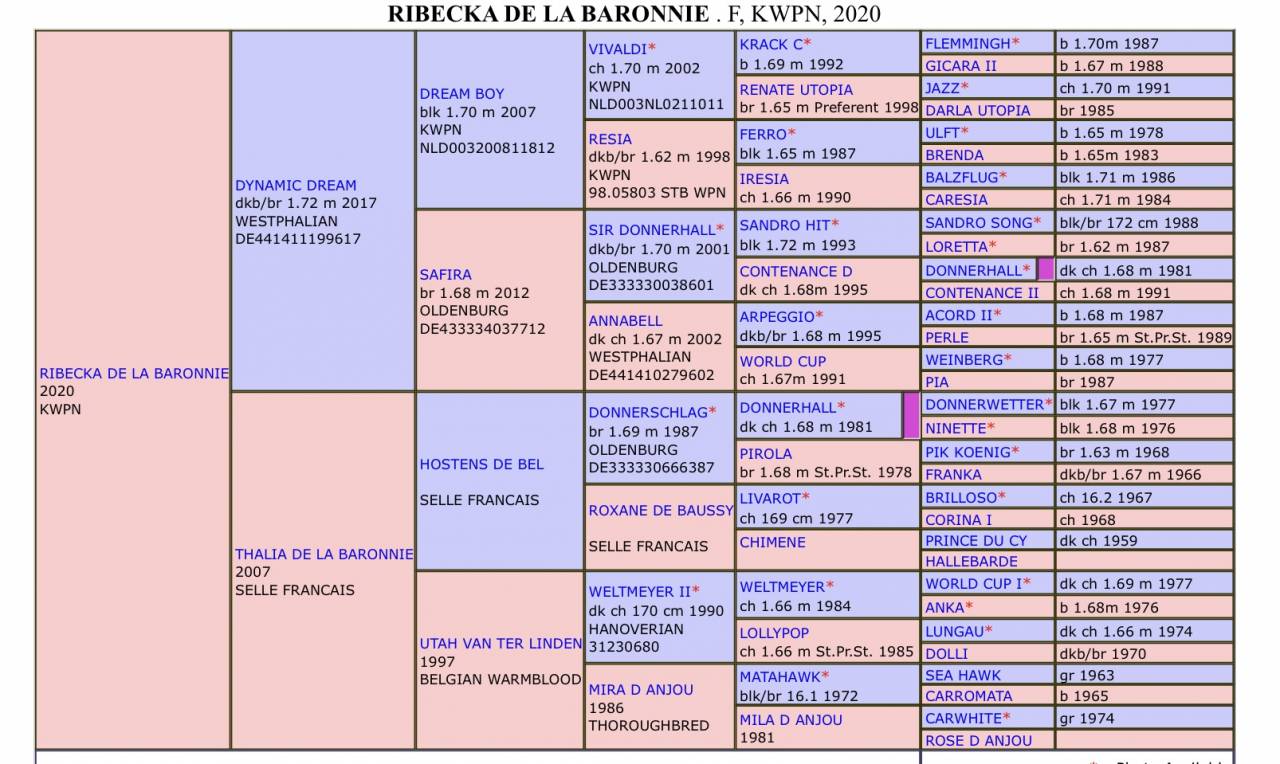 Yegua KWPN Caballo de Deporte Neerlandés En venta 2021 Bayo por Dynamic Dream