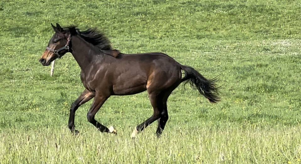 Yegua KWPN Caballo de Deporte Neerlandés En venta 2021 Bayo por Dynamic Dream