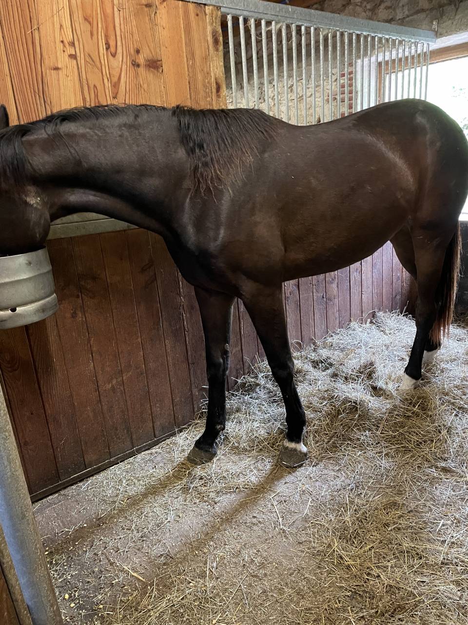 Yegua KWPN Caballo de Deporte Neerlandés En venta 2021 Bayo por Dynamic Dream