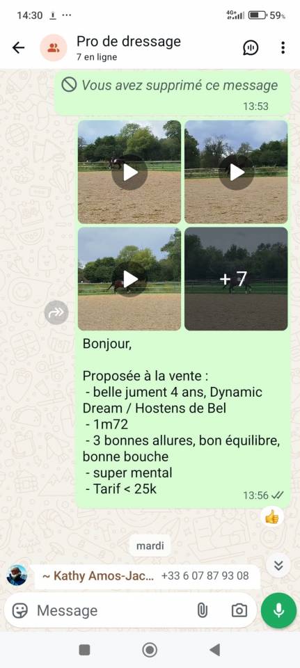 Yegua KWPN Caballo de Deporte Neerland&eacute;s En venta 2021 Bayo por Dynamic Dream