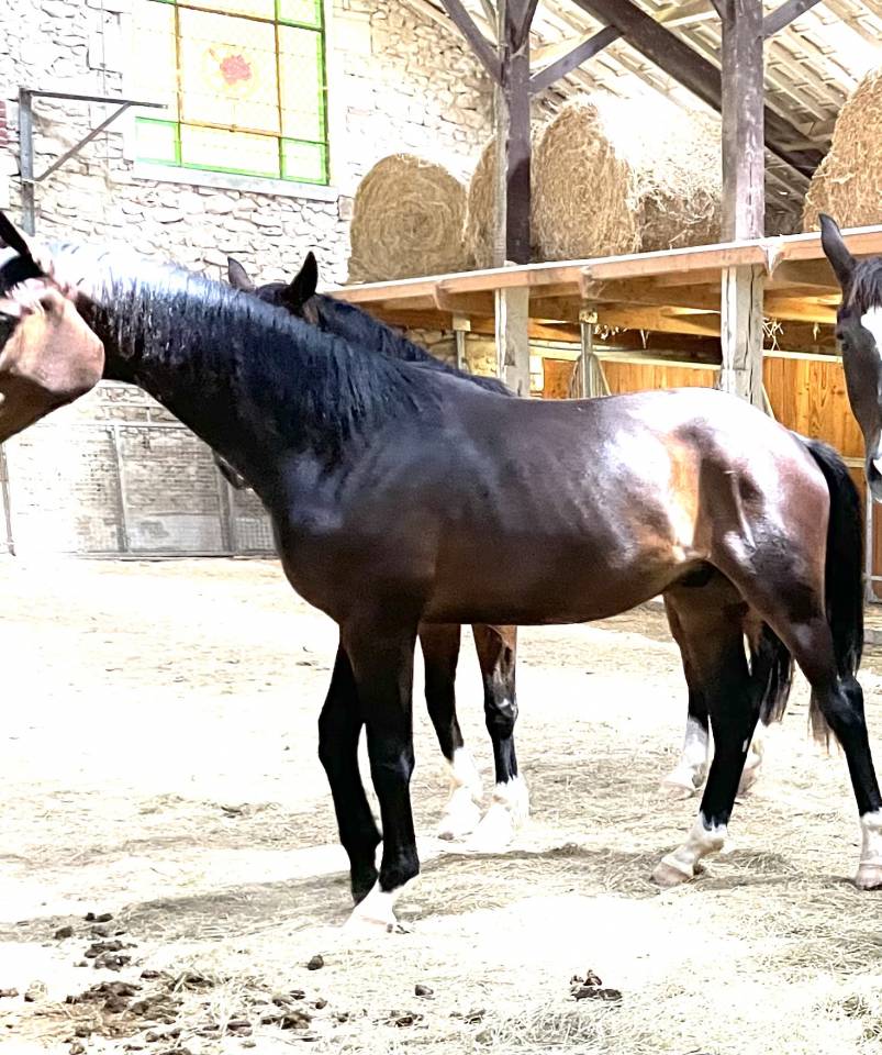 Yegua KWPN Caballo de Deporte Neerland&eacute;s En venta 2021 Bayo por Dynamic Dream