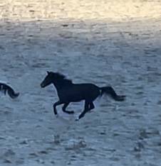 Yegua KWPN Caballo de Deporte Neerland&eacute;s En venta 2021 Bayo por Dynamic Dream