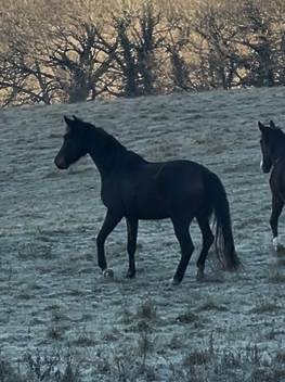 Yegua KWPN Caballo de Deporte Neerland&eacute;s En venta 2021 Bayo por Dynamic Dream