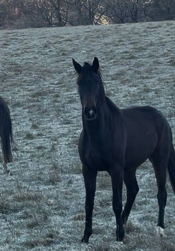 Yegua KWPN Caballo de Deporte Neerland&eacute;s En venta 2021 Bayo por Dynamic Dream