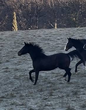 Yegua KWPN Caballo de Deporte Neerland&eacute;s En venta 2021 Bayo por Dynamic Dream