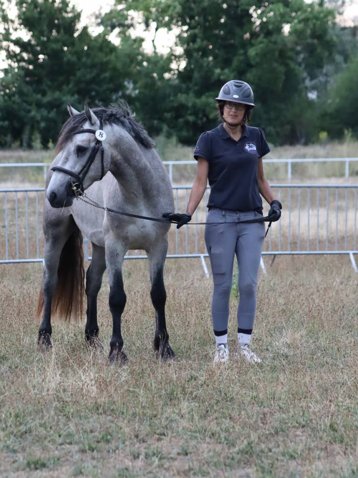 Caballo entero Connemara En venta 2022 Tordo por Folk’n rock Rhapsody