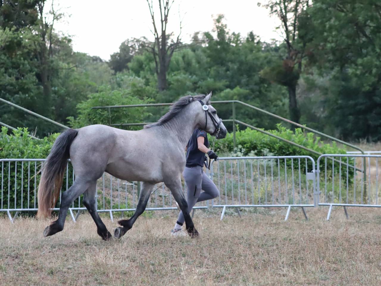 Caballo entero Connemara En venta 2022 Tordo por Folk’n rock Rhapsody