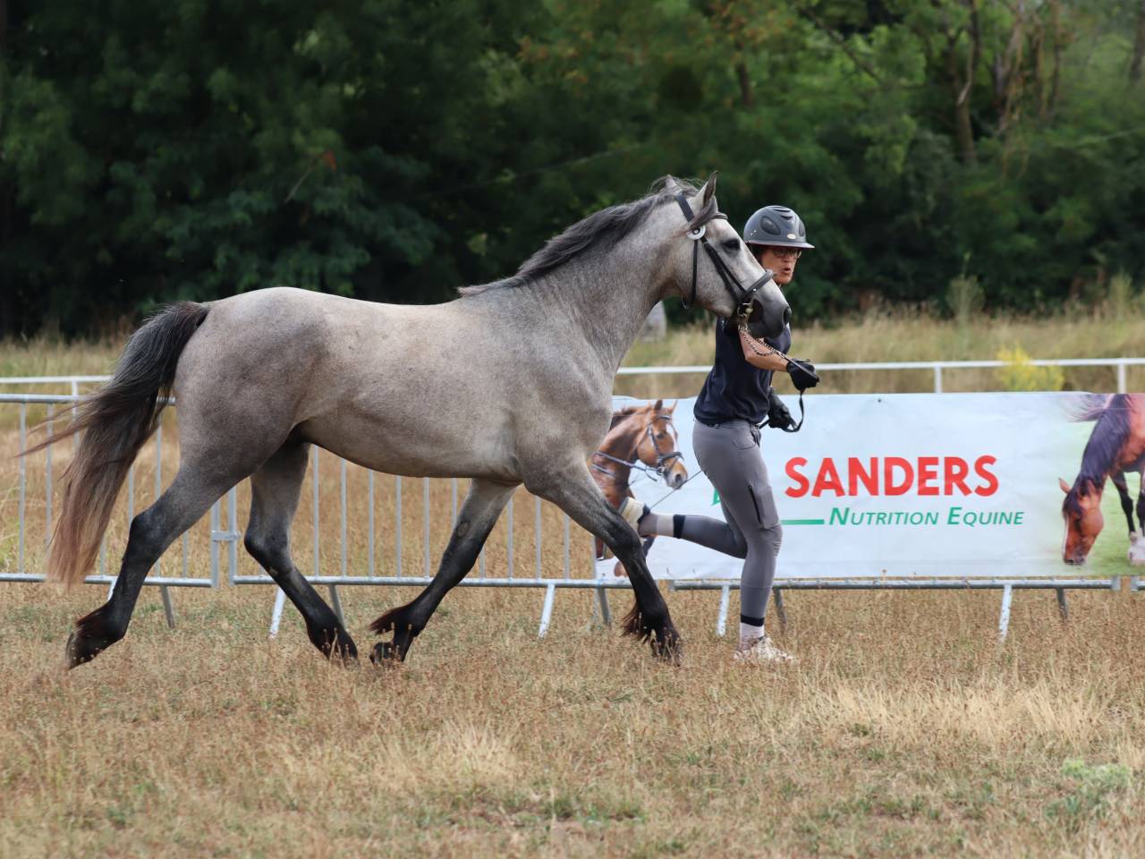 Caballo entero Connemara En venta 2022 Tordo por Folk’n rock Rhapsody