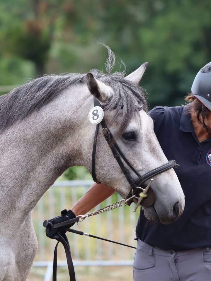 Caballo entero Connemara En venta 2022 Tordo por Folk’n rock Rhapsody