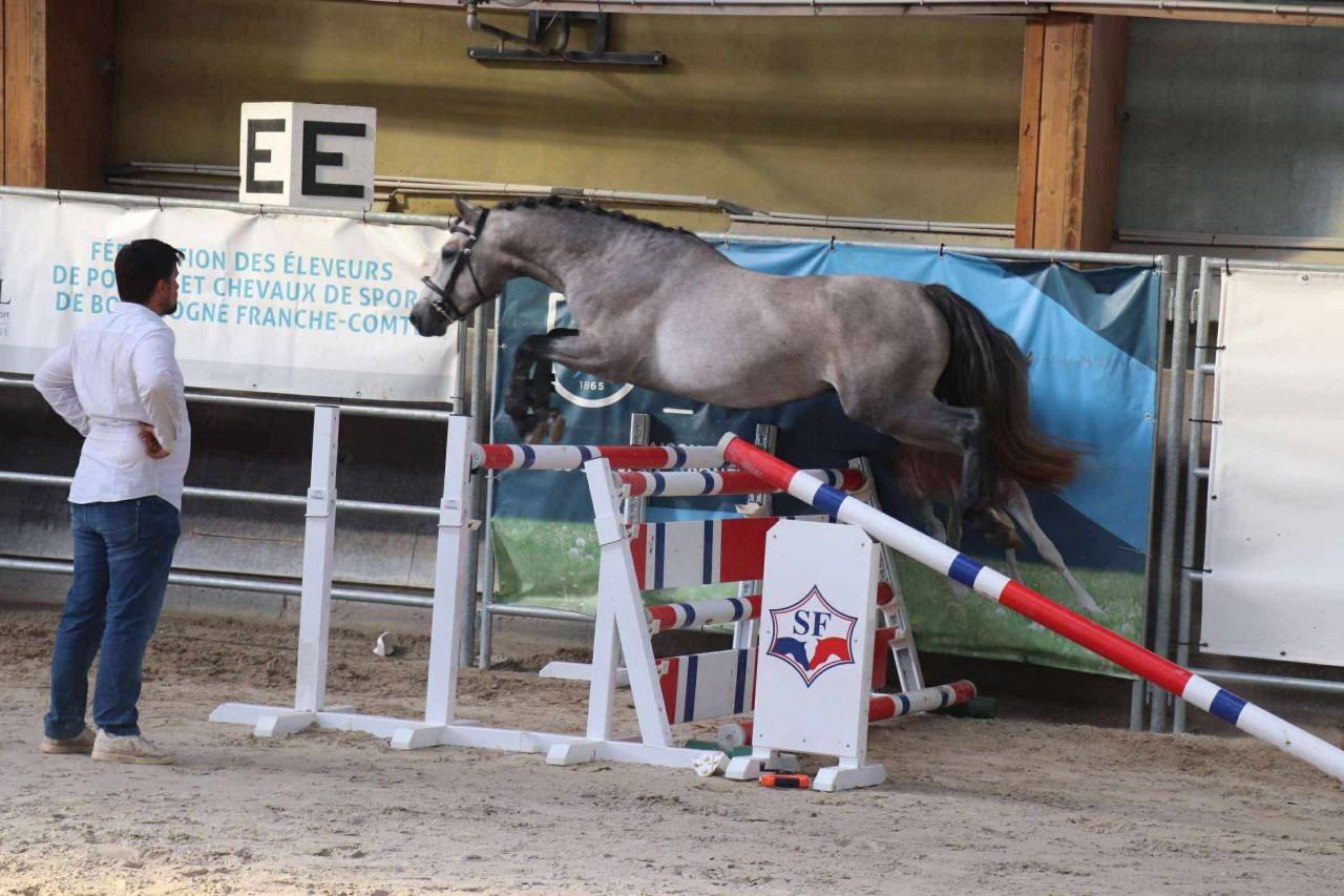 Caballo entero Connemara En venta 2022 Tordo por Folk’n rock Rhapsody