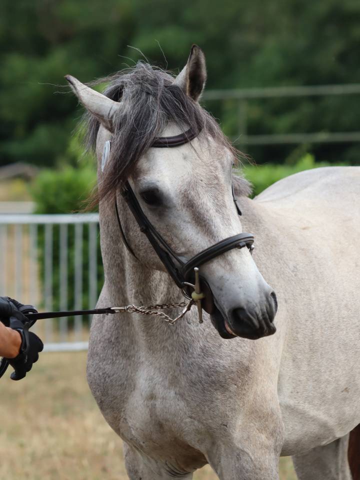 Caballo entero Connemara En venta 2022 Tordo por Folk’n rock Rhapsody