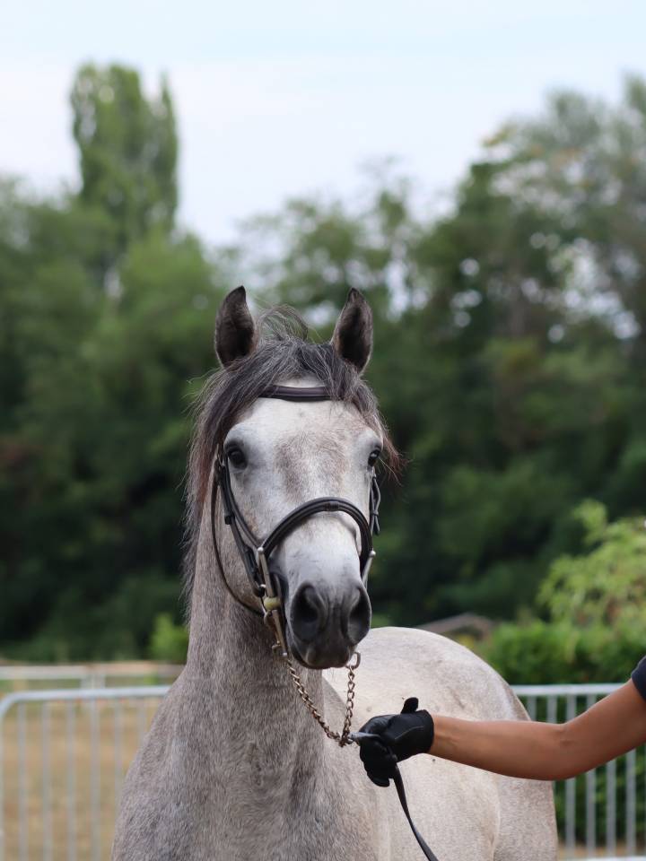 Caballo entero Connemara En venta 2022 Tordo por Folk’n rock Rhapsody