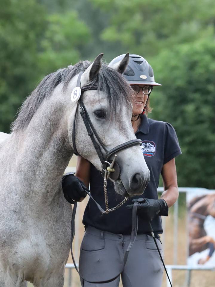 Caballo entero Connemara En venta 2022 Tordo por Folk’n rock Rhapsody