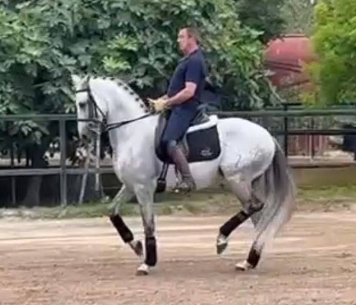 Caballo castrado PRE Pura Raza Española En venta 2016 Tordo