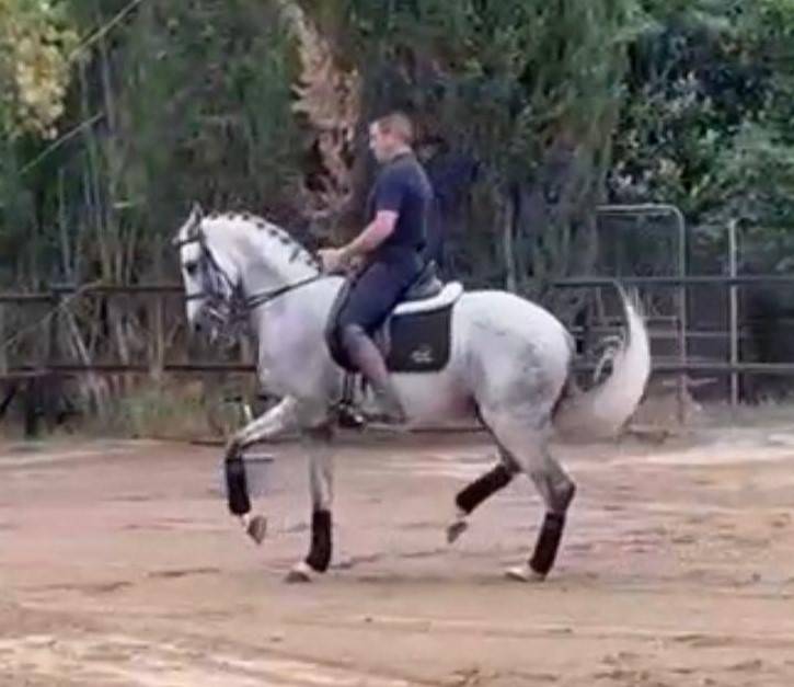 Caballo castrado PRE Pura Raza Española En venta 2016 Tordo