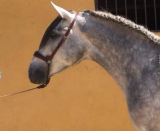 Caballo entero PRE Pura Raza Española En venta 2018 Tordo