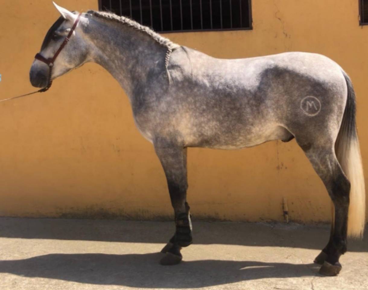 Caballo entero PRE Pura Raza Española En venta 2018 Tordo