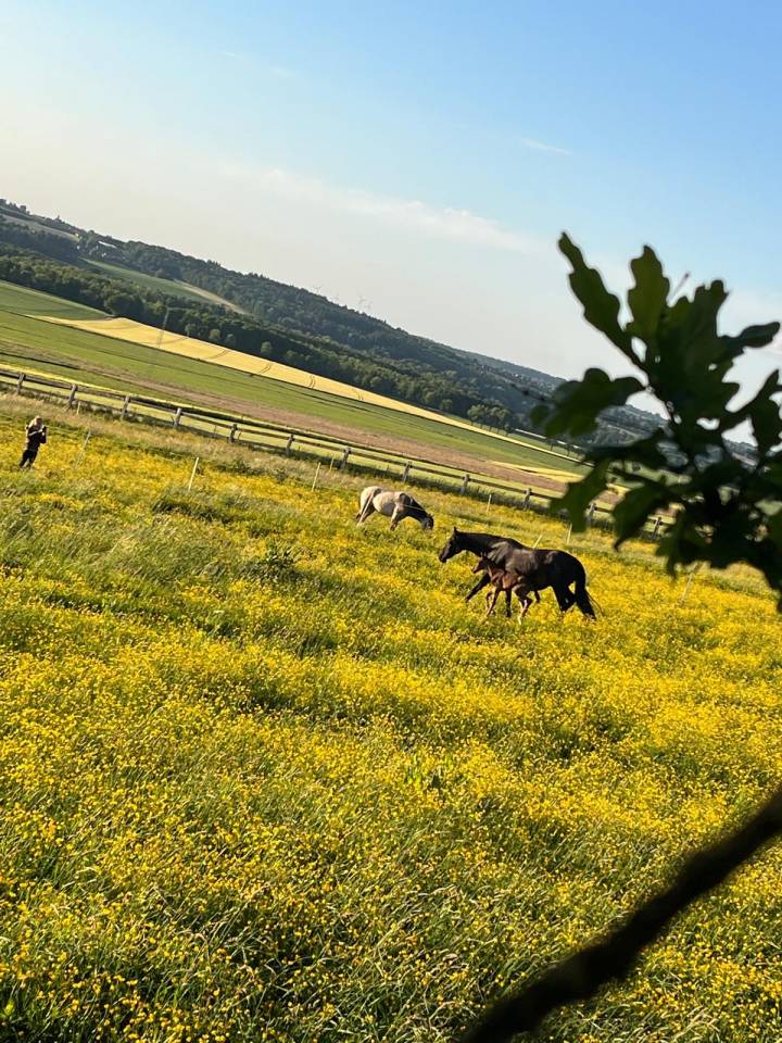 Potro Lusitano En venta 2025 Bayo moreno por Prestigio