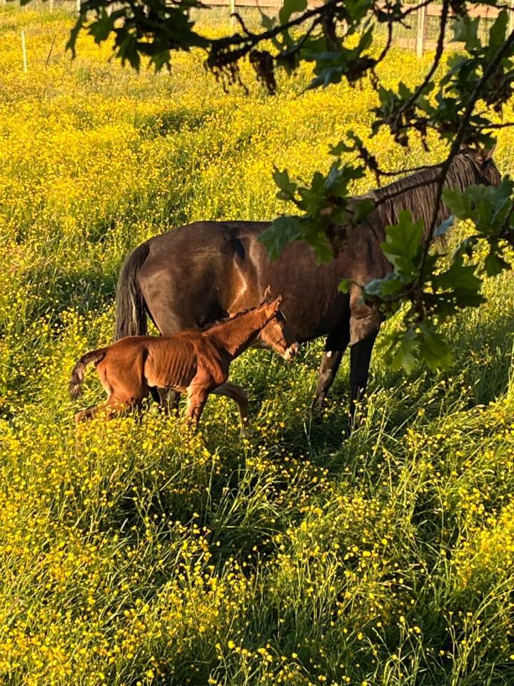 Potro Lusitano En venta 2025 Bayo moreno por Prestigio