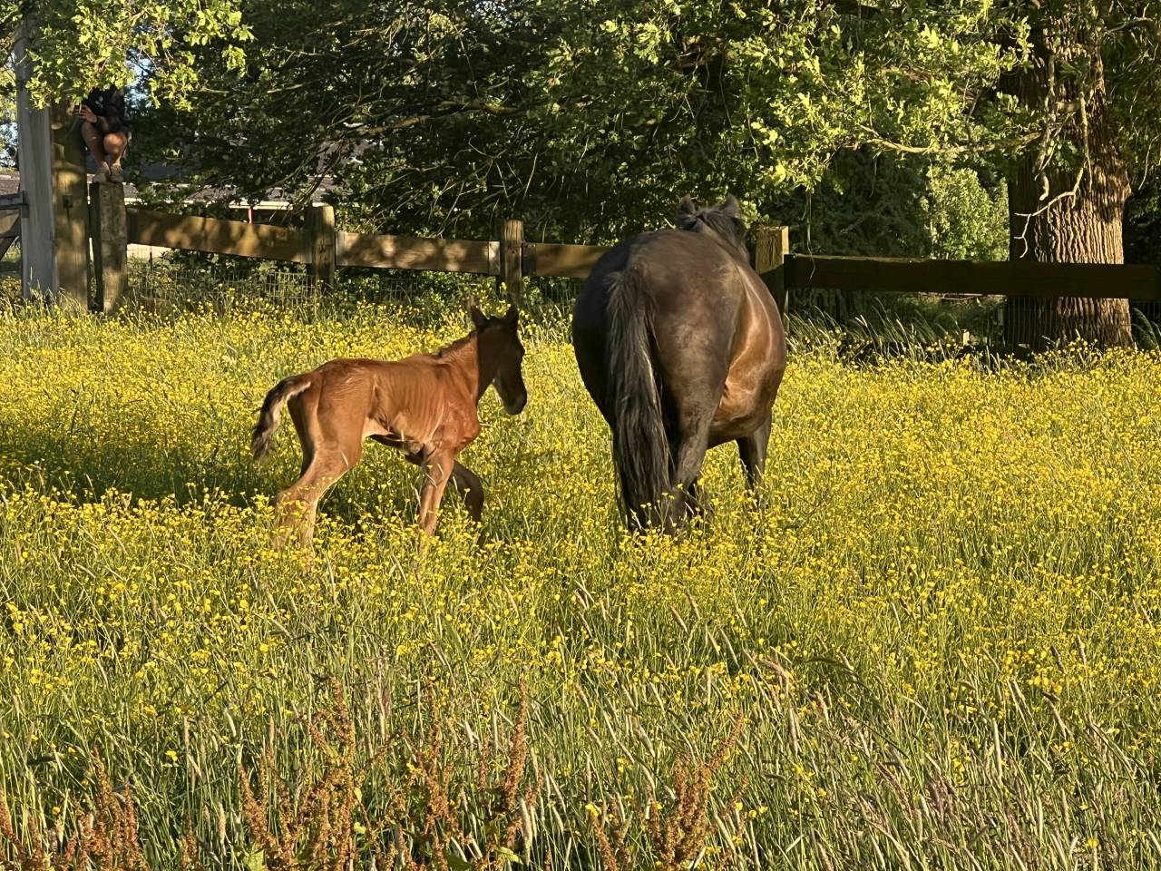 Potro Lusitano En venta 2025 Bayo moreno por Prestigio