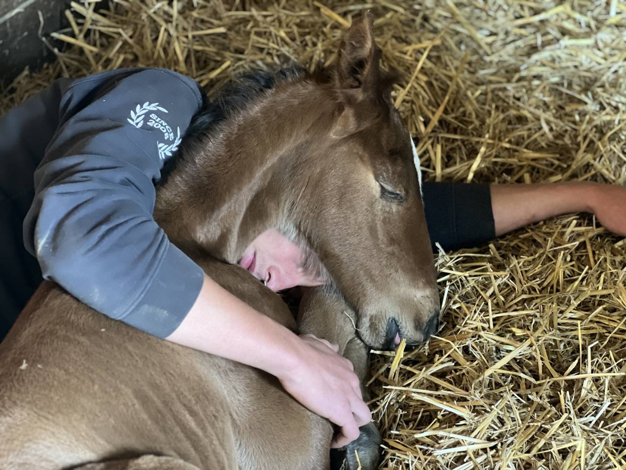 Potro Lusitano En venta 2025 Bayo moreno por Prestigio