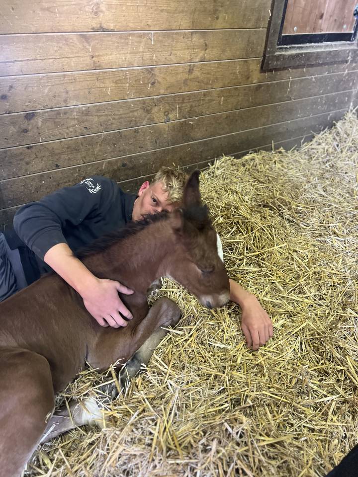 Potro Lusitano En venta 2025 Bayo moreno por Prestigio