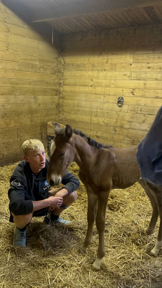 Potro Lusitano En venta 2025 Bayo moreno por Prestigio