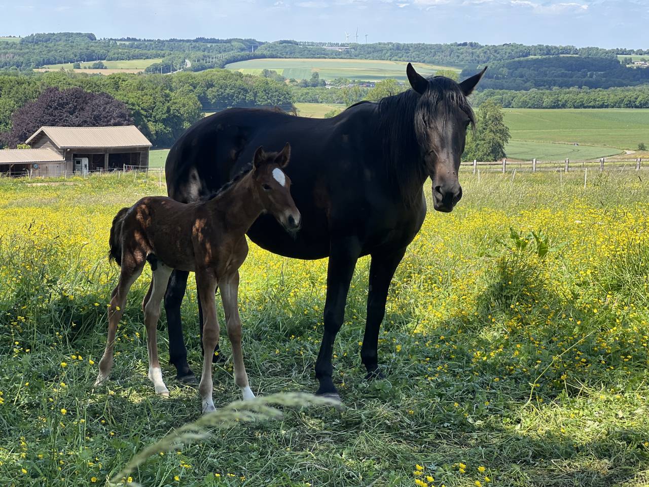 Potro Lusitano En venta 2025 Bayo moreno por Prestigio