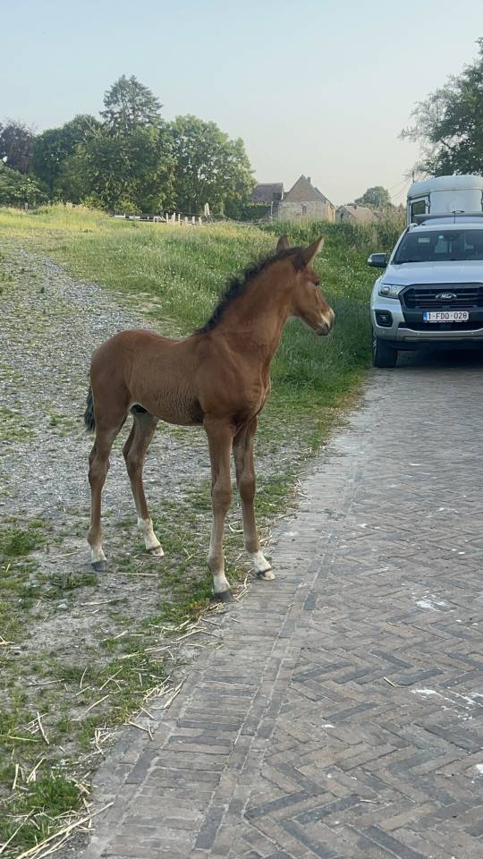 Potro Lusitano En venta 2025 Bayo moreno por Prestigio