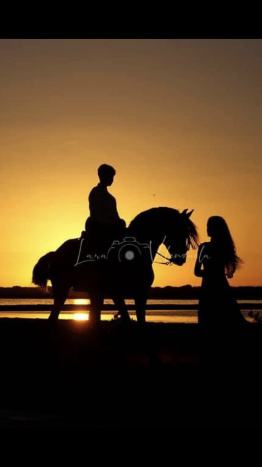 Potro Lusitano En venta 2025 Bayo moreno por Prestigio