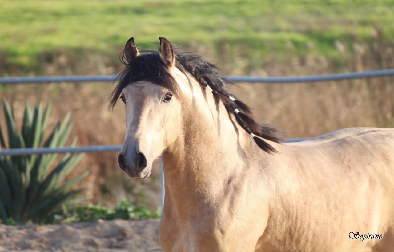 Potro Lusitano En venta 2025 Bayo moreno por Prestigio