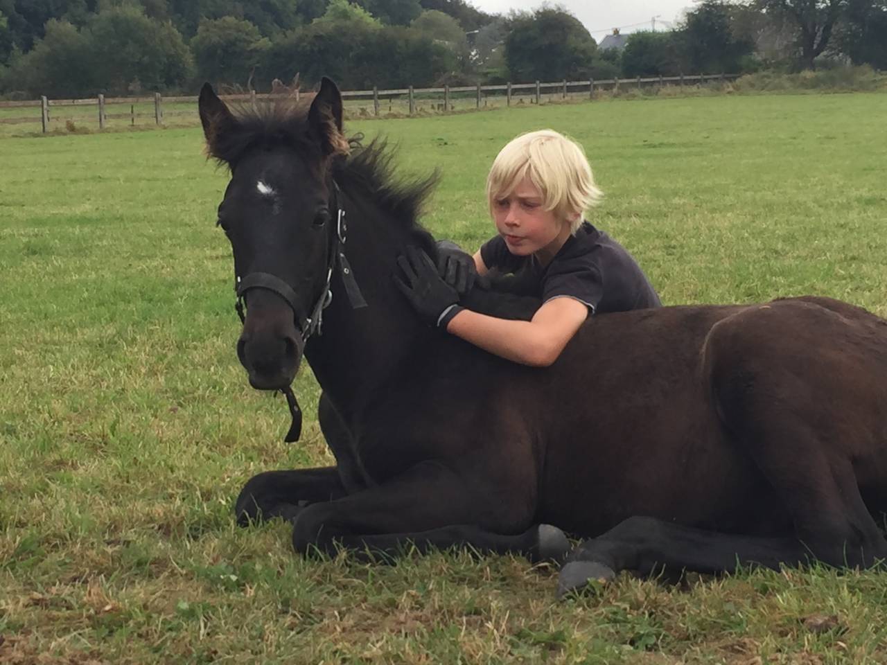 Potro Lusitano En venta 2025 Bayo moreno por Prestigio