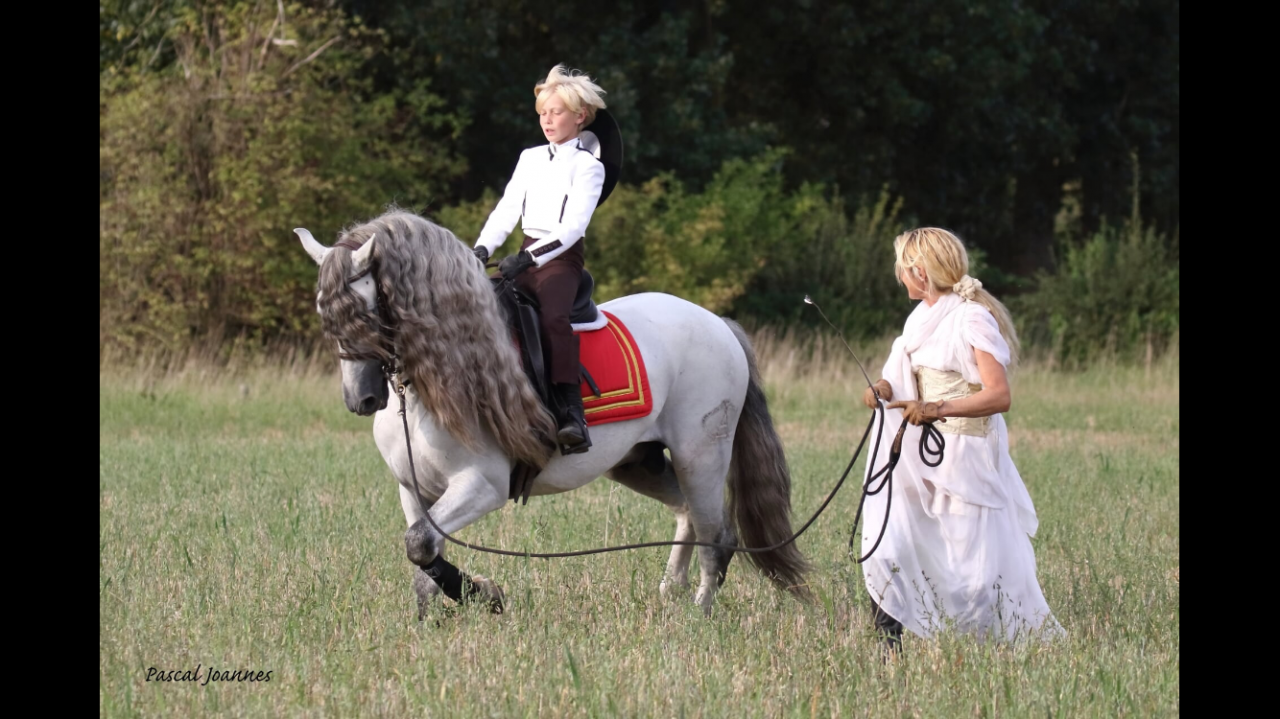 Potro Lusitano En venta 2025 Bayo moreno por Prestigio