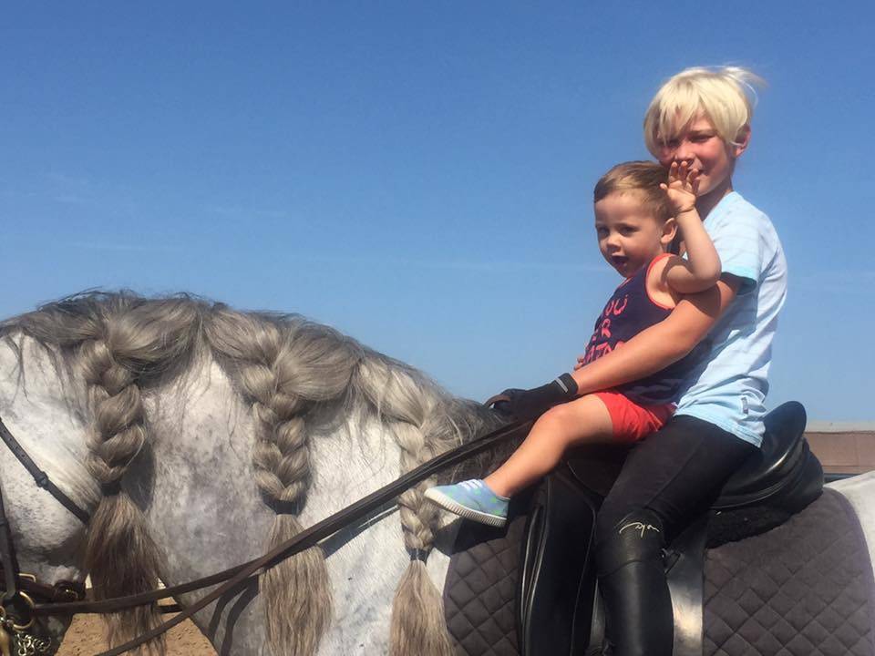 Potro Lusitano En venta 2025 Bayo moreno por Prestigio