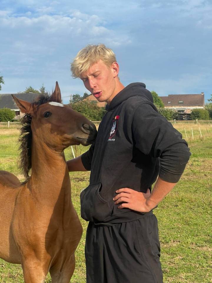 Potro Lusitano En venta 2025 Bayo moreno por Prestigio