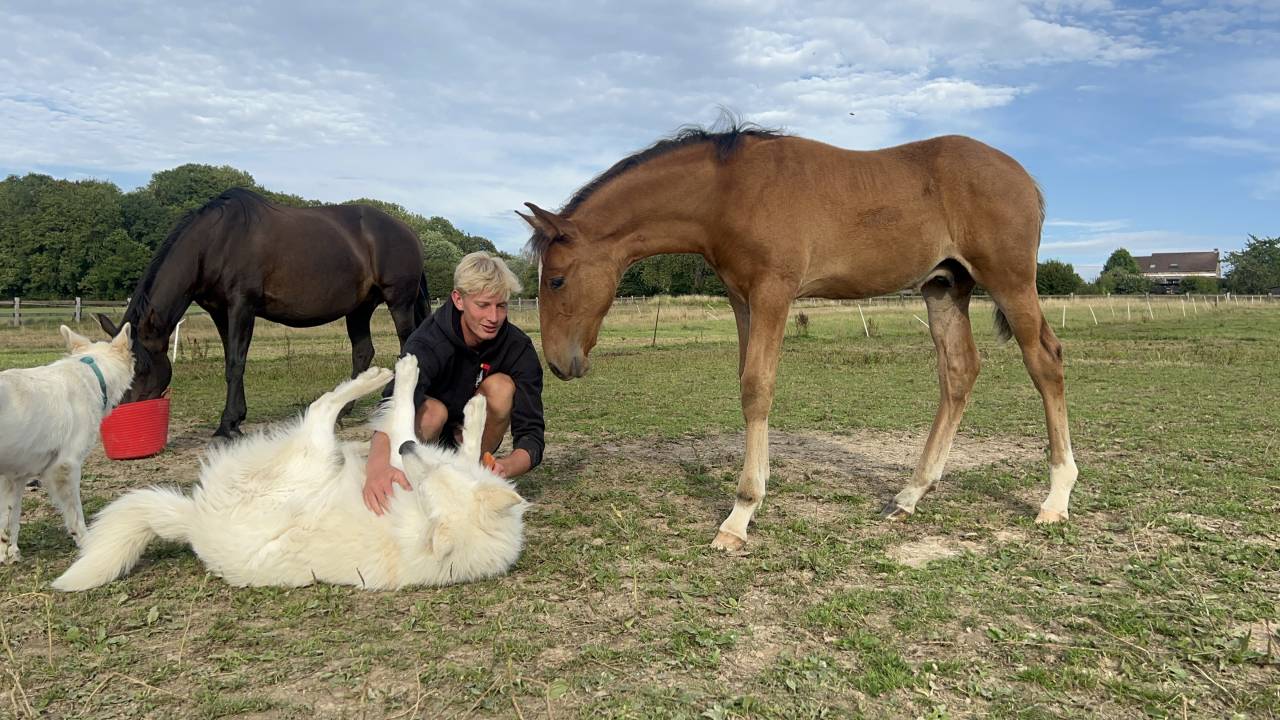 Potro Lusitano En venta 2025 Bayo moreno por Prestigio