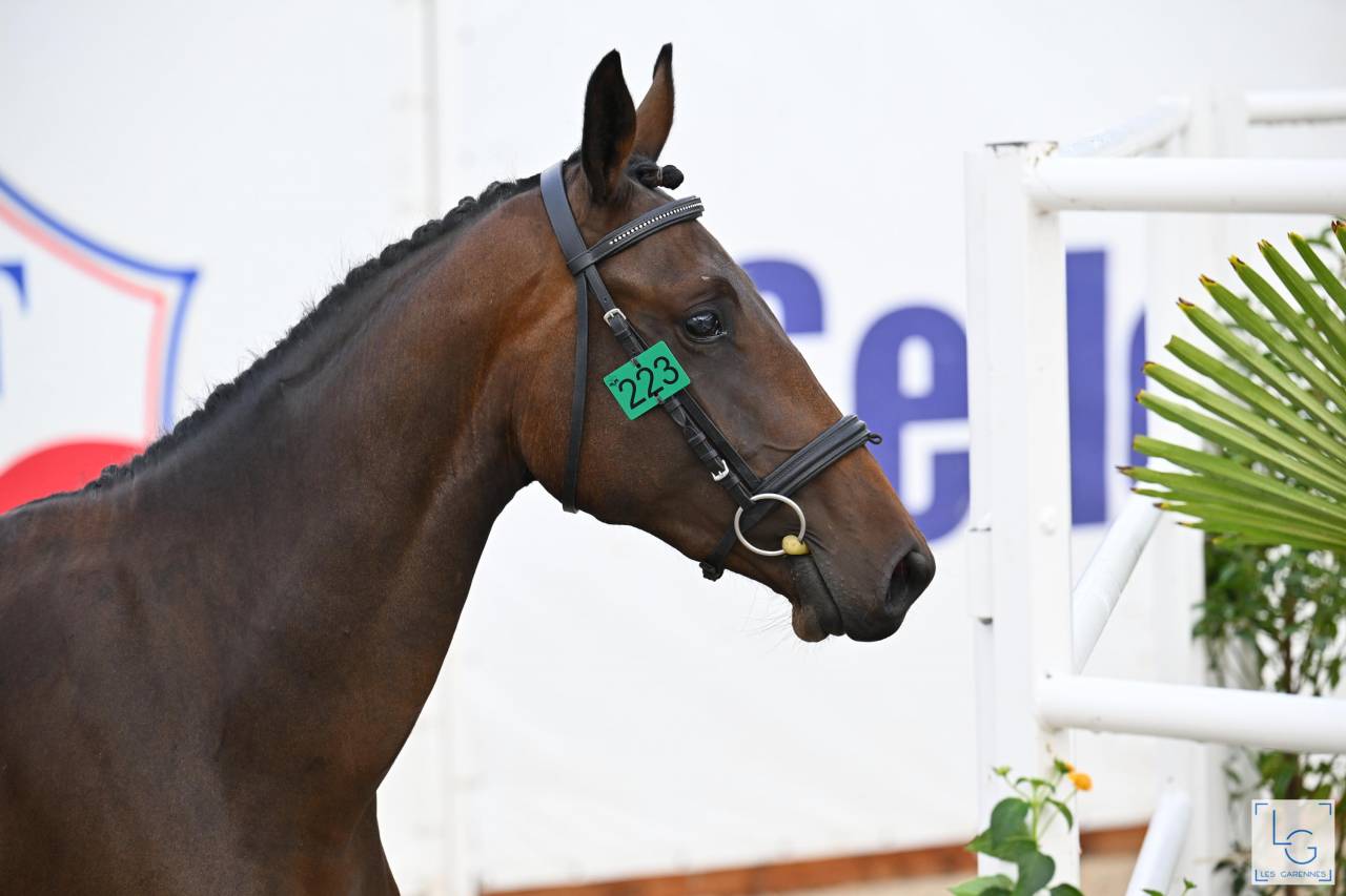 Yegua Silla Francés En venta 2023 Bayo