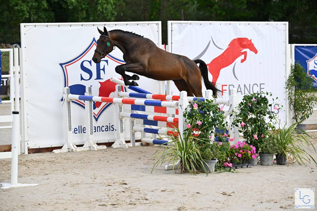 Yegua Silla Francés En venta 2023 Bayo