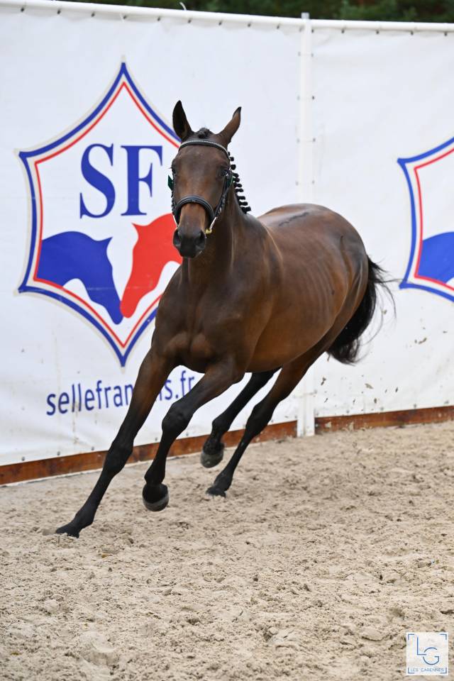 Yegua Silla Francés En venta 2023 Bayo