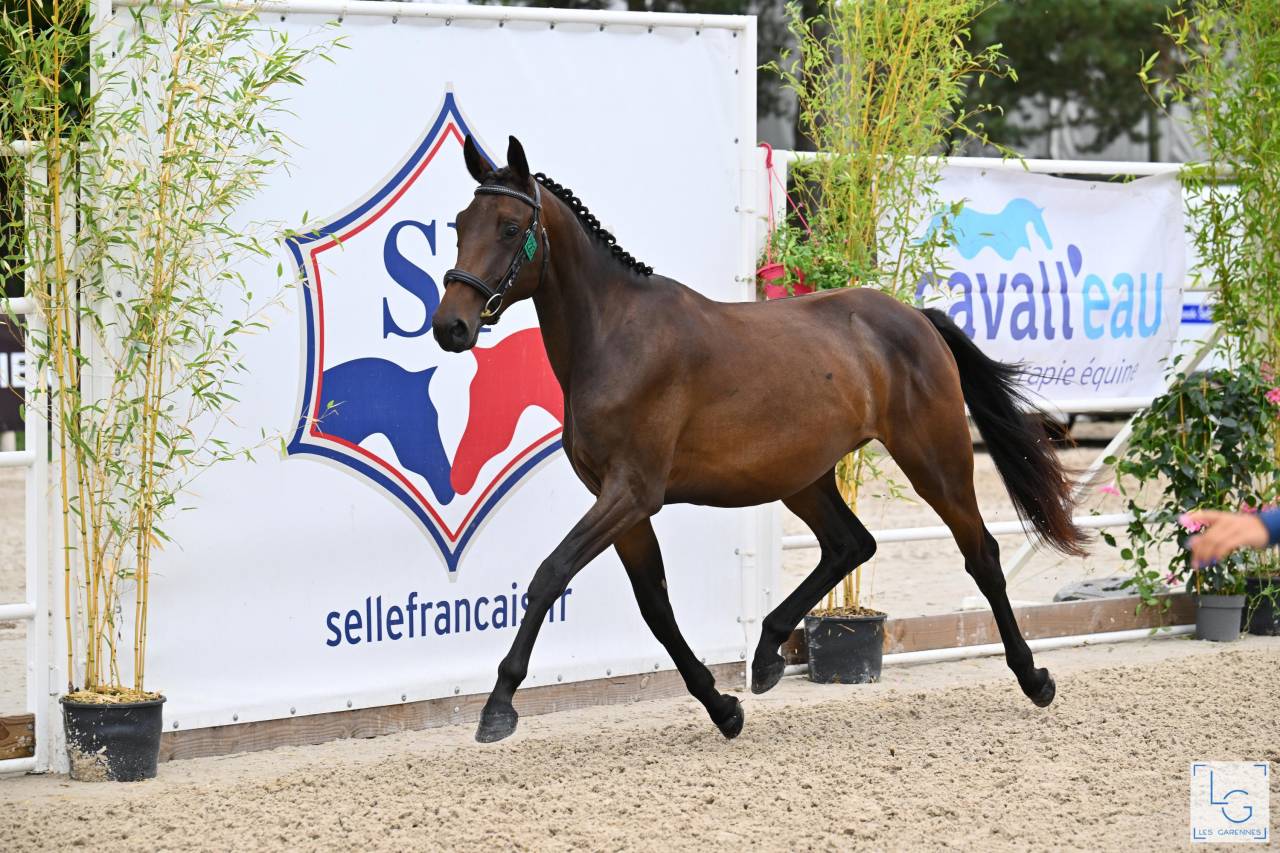 Yegua Silla Francés En venta 2023 Bayo