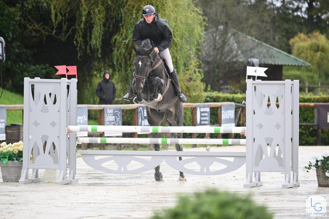 Caballo castrado Zangersheide En venta 2019 Bayo moreno