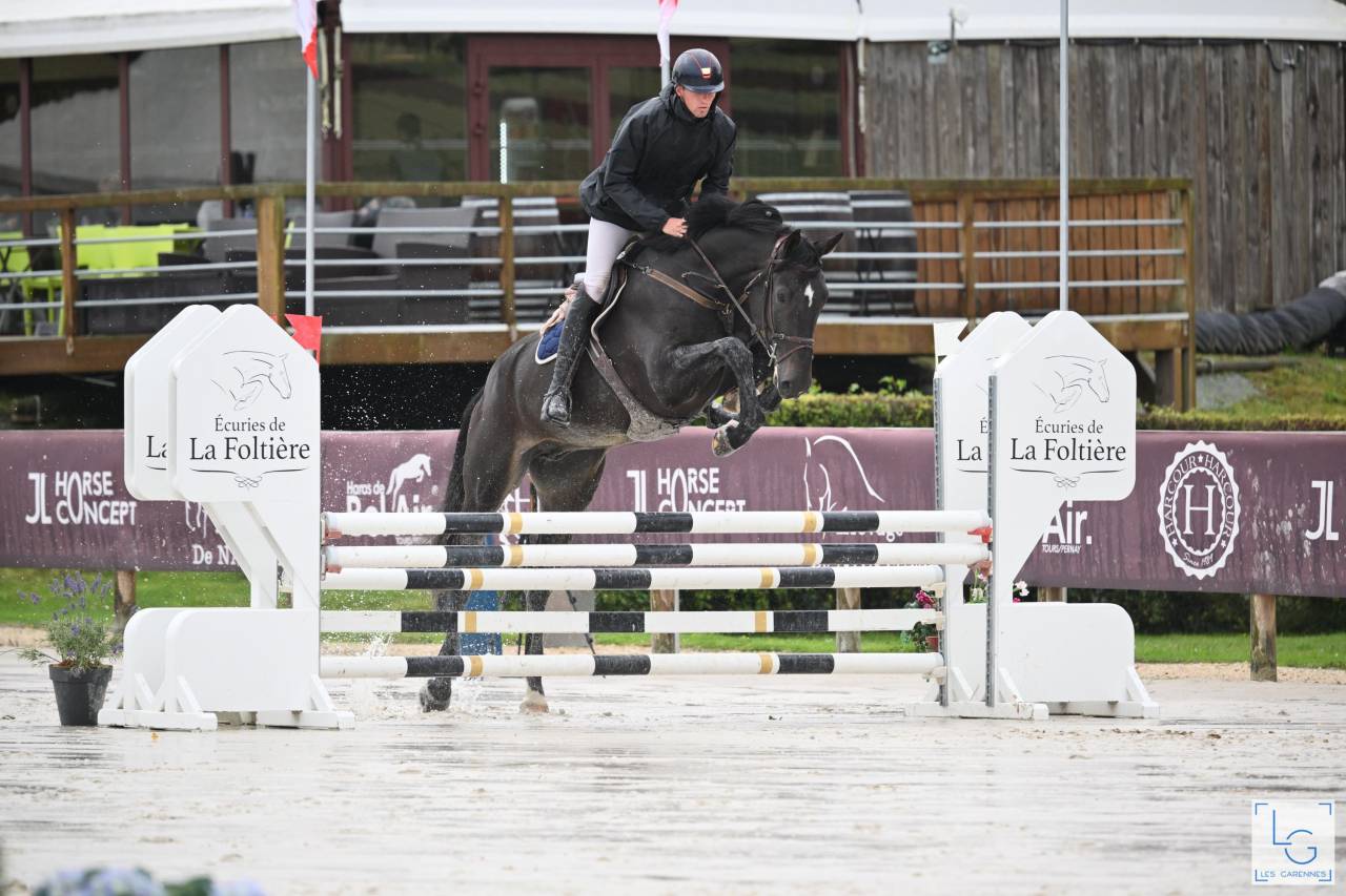 Caballo castrado Zangersheide En venta 2019 Bayo moreno