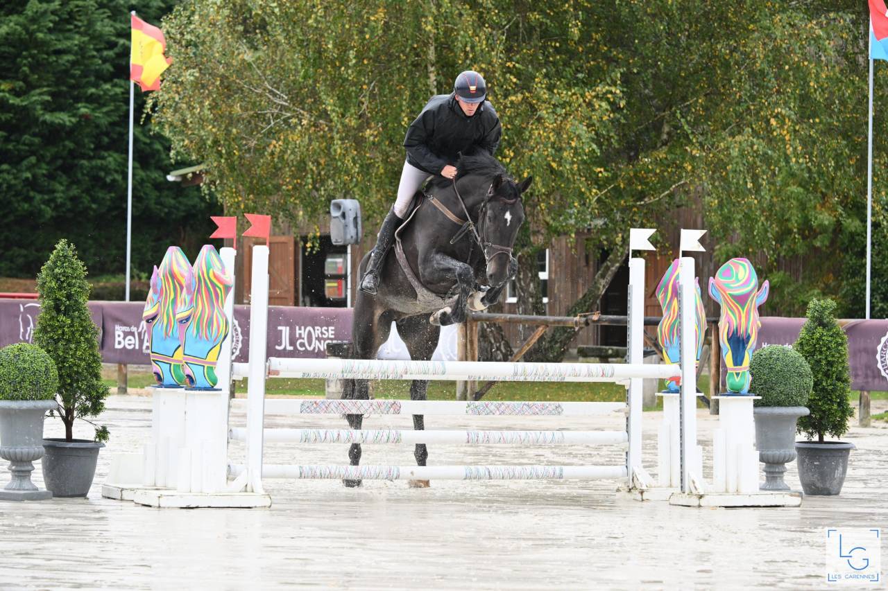 Caballo castrado Zangersheide En venta 2019 Bayo moreno